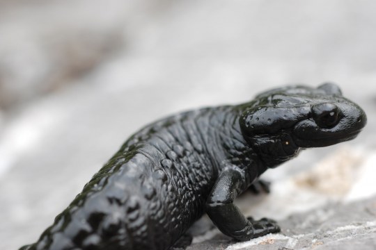 Alpensalamander | © Dr. Eberhard Pfeuffer