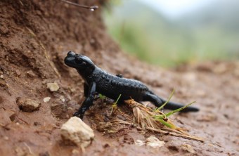 Alpensalamander | © Christiane Geidel