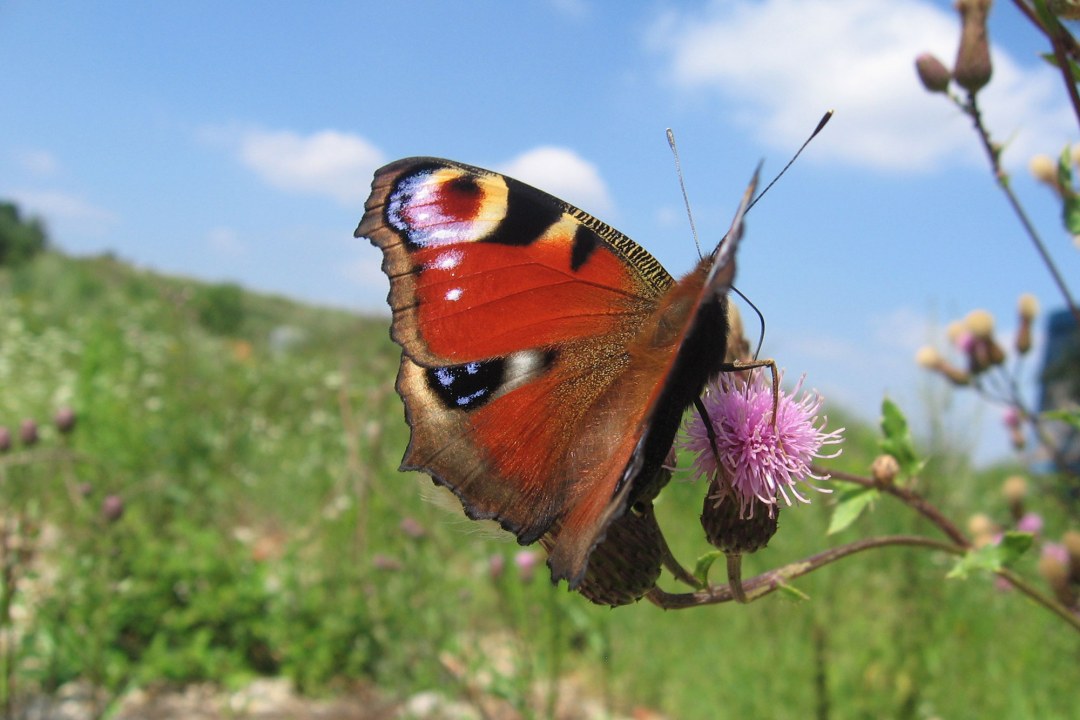 Wiese mit Tagpfauenauge | © C. Geidel