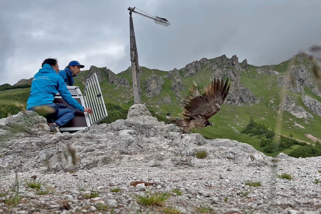 Bartgeier Vinzenz fliegt ab | © Nationalpark Berchtesgaden
